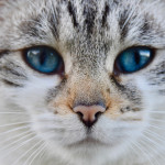 Verschiedene Katzenarten – Welche ist die richtige?